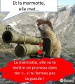 marmotte pruneau