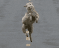 mouton