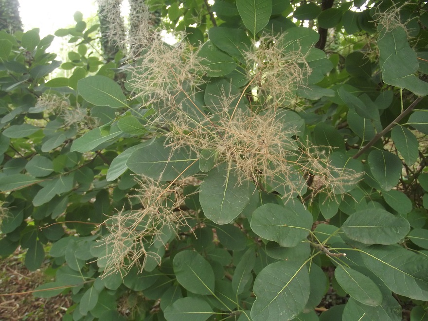 DSCF0368